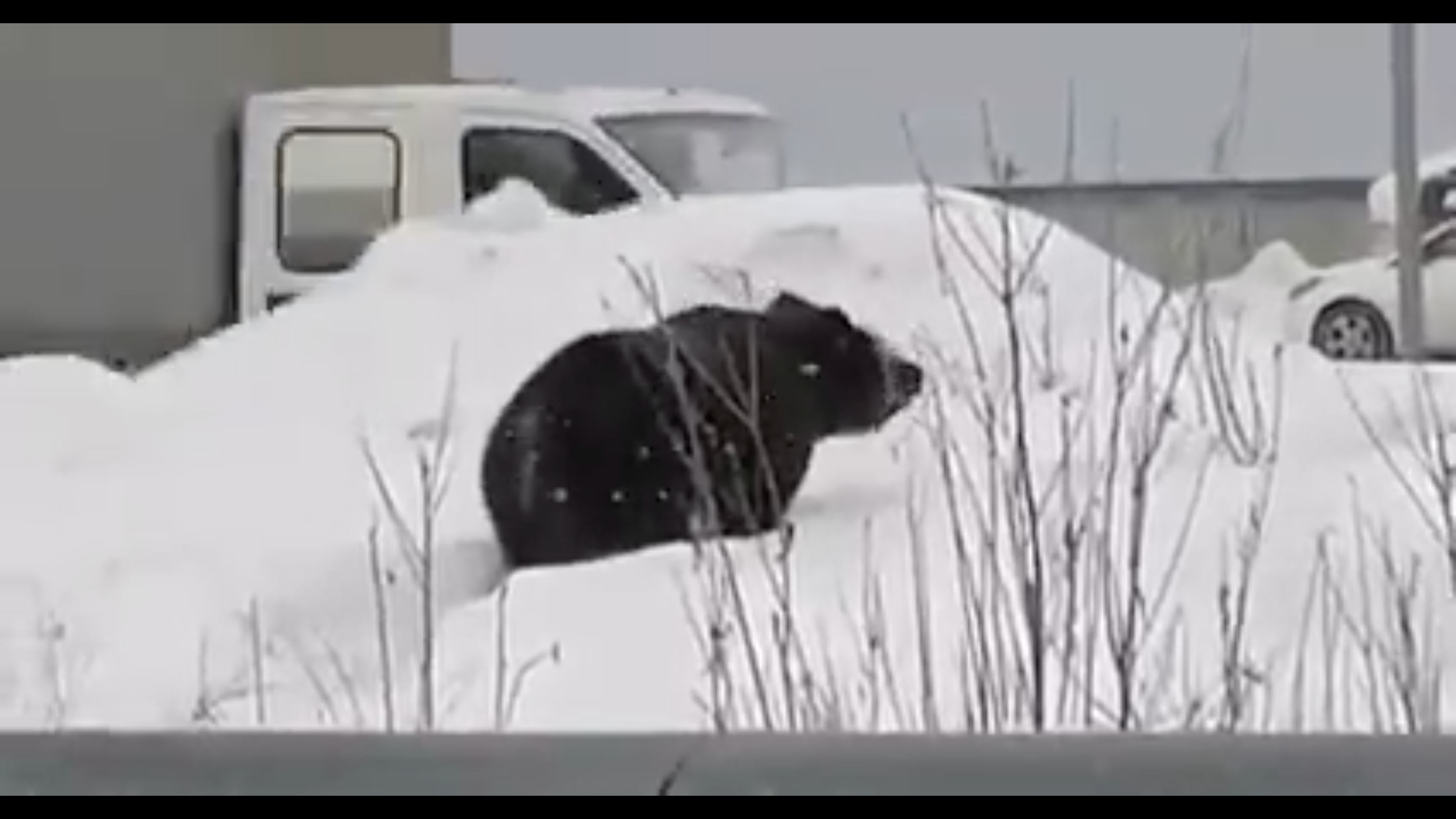 Медведь по улицам Нижневартовска