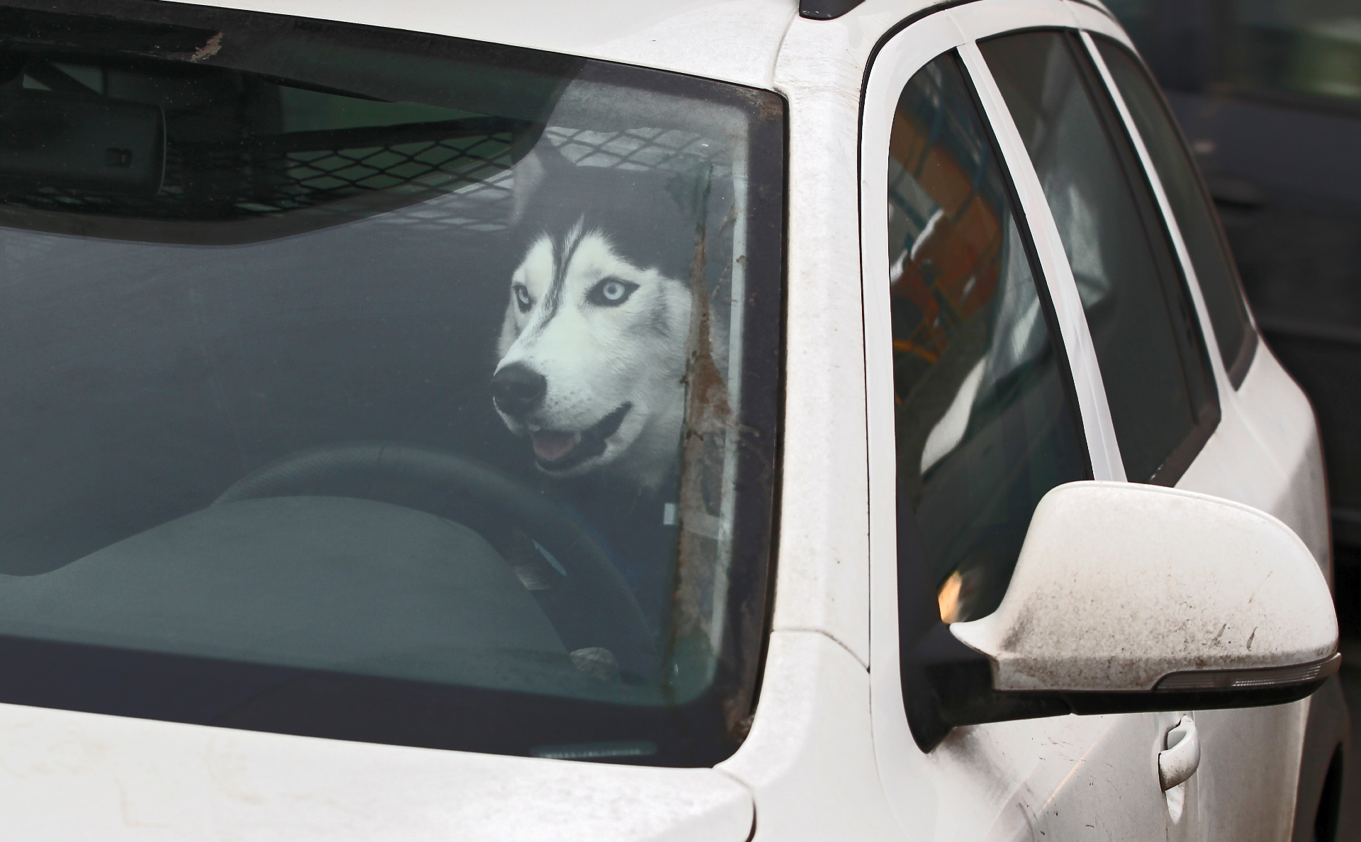 В новый КоАП введут штрафы за лай собак и неисправную автосигнализацию