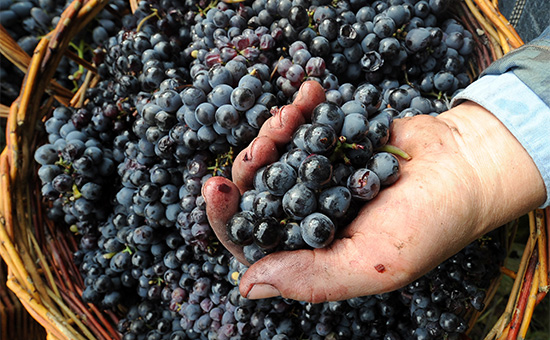 Сбор урожая на частной винодельне в Ростовской области
