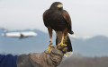 Ястребы охраняют турбины пассажирских самолетов от попадания в них пролетающих птиц
