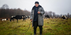 Пастух возле своего стада. Поселок Хотимск, Могилевская область