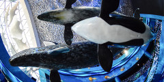 На территории океанариума расположен крупный дельфинарий, в октябре 2016 года оказавшийся в центре громкого скандала в связи с гибелью сивуча и двух дельфинов. Животные погибли в результате насильственных действий.
