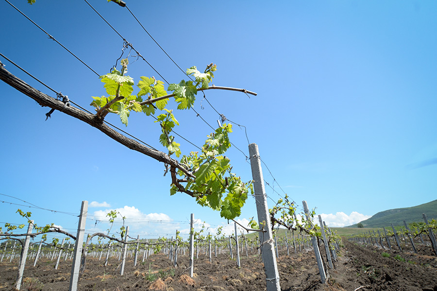  ����������� ���������� �������������� � ������ ����� Dimon 