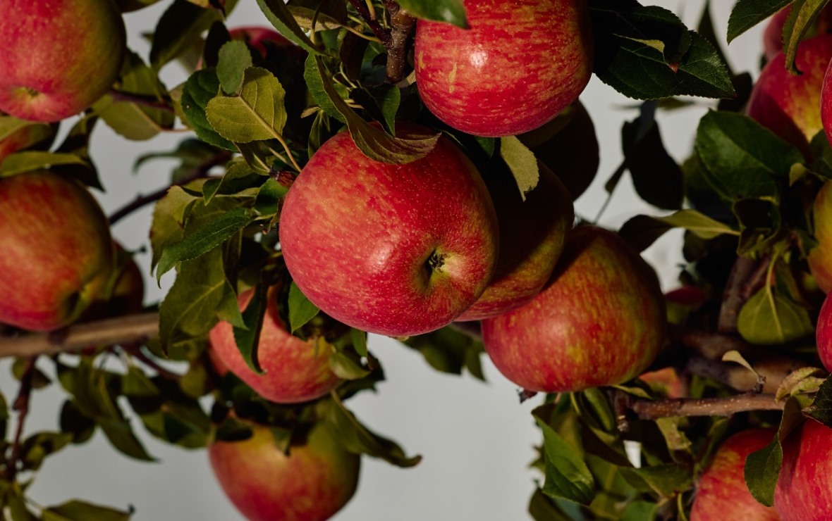 Фото: пресс-служба компании «Агроном-сад»