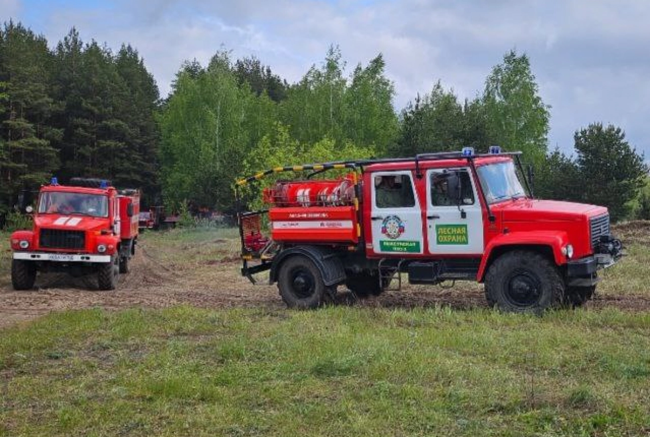 Зеленый свет для Нижегородской области: зачем восстанавливают леса