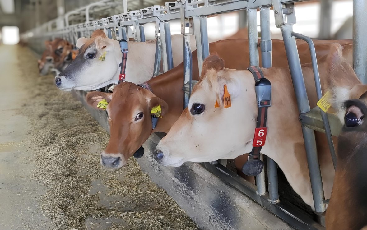 Фото: пресс-служба компании «Молвест»