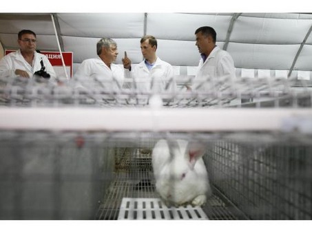 «Брюховецкий кролик» вложил 500 млн руб. в запуск фермы