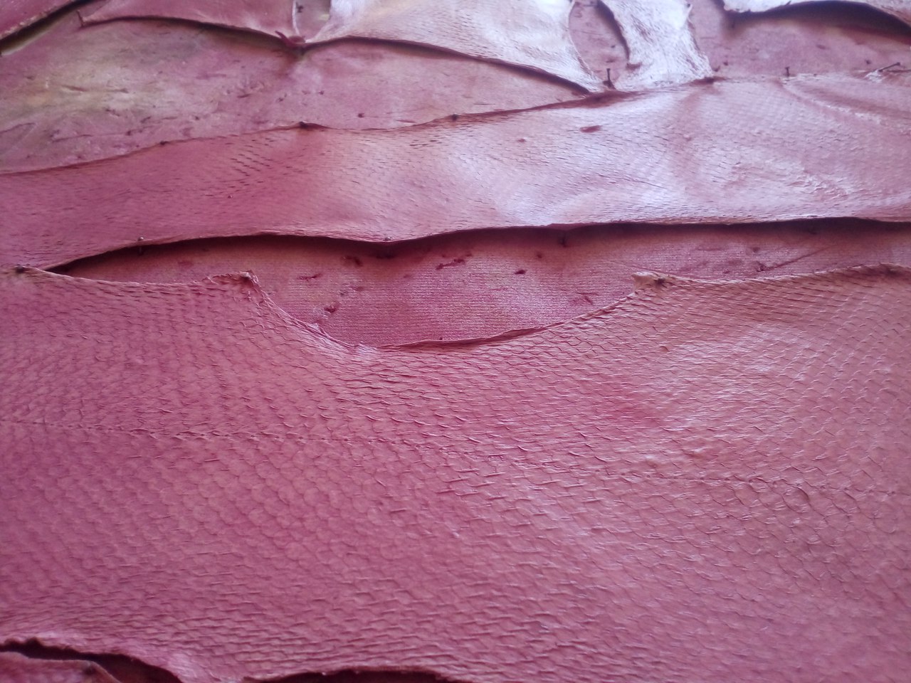 Фото одного из экспериментов по окраске и финишной отделке рыбьих кож розового цвета.