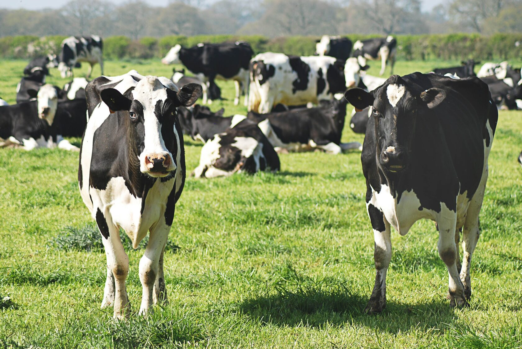 В регионе появилась новая роботизированная ферма на 825 коров