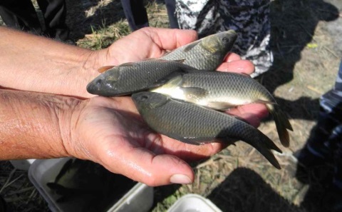 Вылов рыбы в Азово-Черноморском бассейне с начала года вырос на 13,4% 