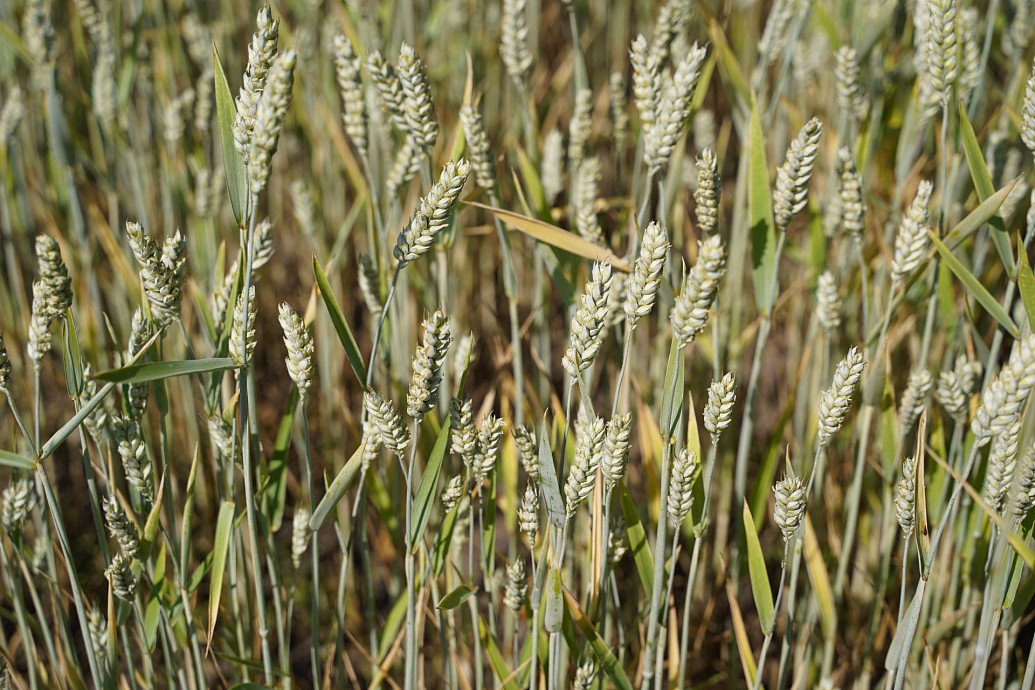 Российские ученые установили особенности накопления металлов в пшенице