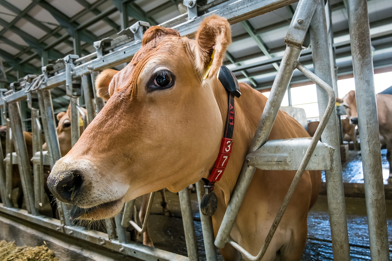 Новая ферма «Молвеста» будет давать 6 тысяч тонн молока в год