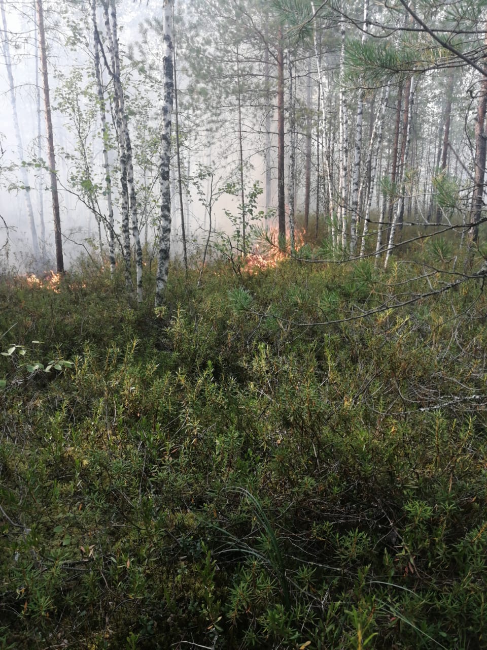 Segezha Group помогает тушить пожар в Кирсинском районе Кировской области
