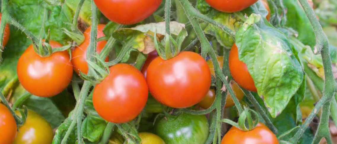 Как выбрать семена томатов для получения хорошего урожая