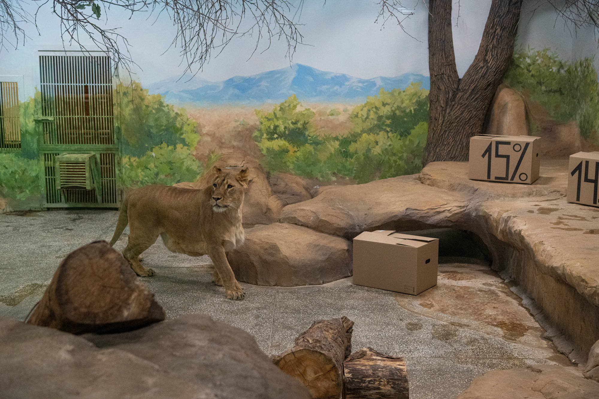 14%. Финансово грамотная львица Мира сделала прогноз ключевой ставки 