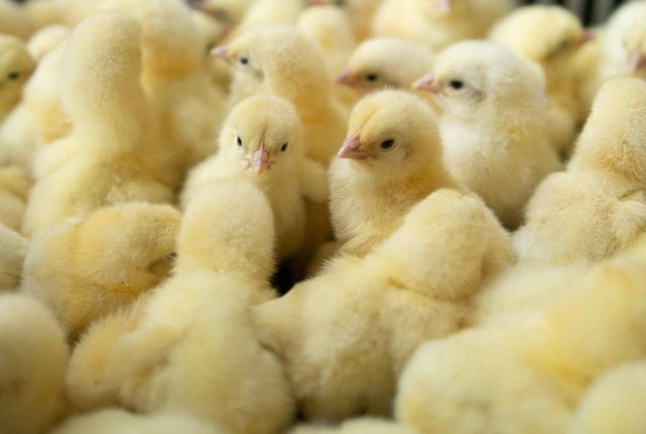 Рост нижегородского АПК обогнал промышленность и экономику региона 