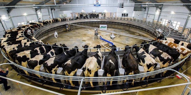 Немецкая компания «ЭкоНива» построит в Башкирии молочно-товарную ферму 