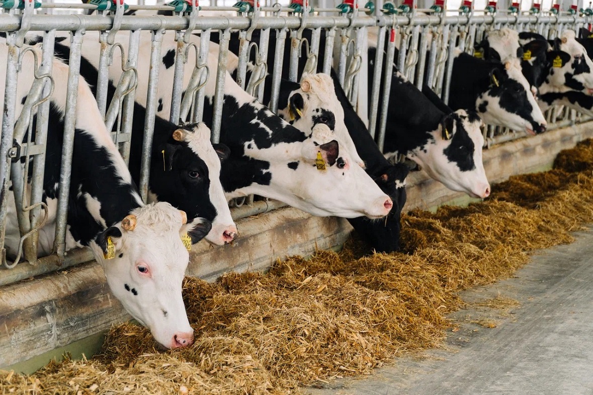 фото: агрохолдинг «Степь»