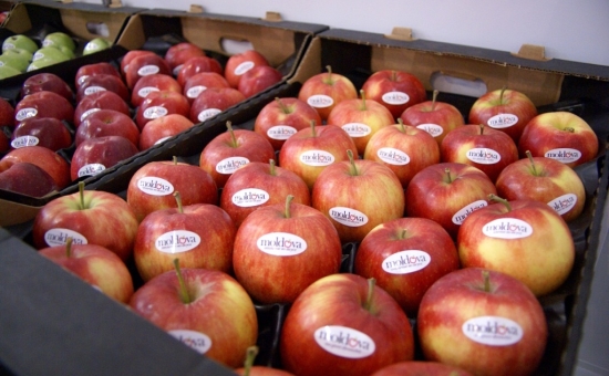 Садоводы Кубани попросили Минсельхоз РФ запретить ввоз яблок из Молдавии