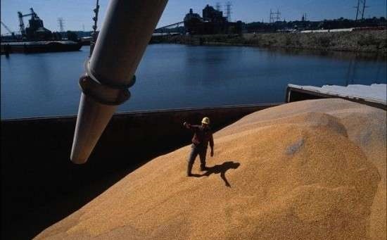 Урожай Кубани не пропадет из-за запрета на ввоз пшеницы в Египет