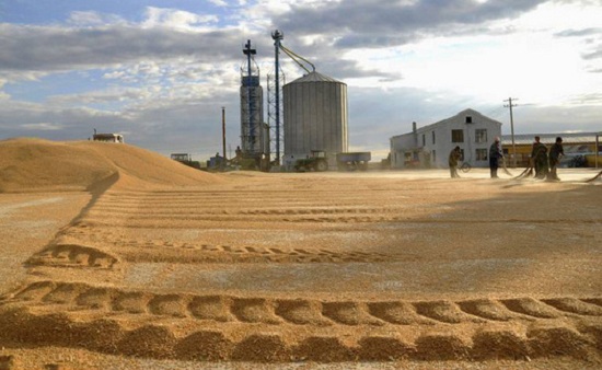 Донские зернотрейдеры ищут замену экспорту на внутреннем рынке