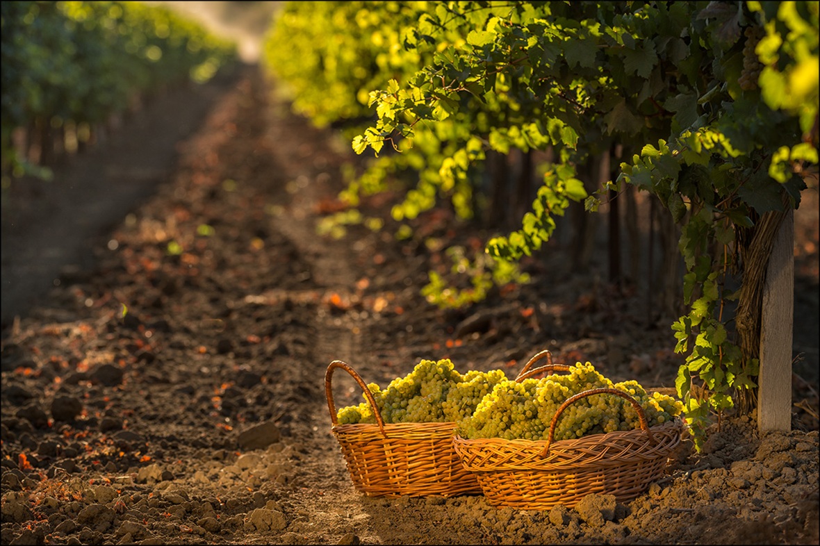 Фото: пресс-служба винного дома «Фанагория»