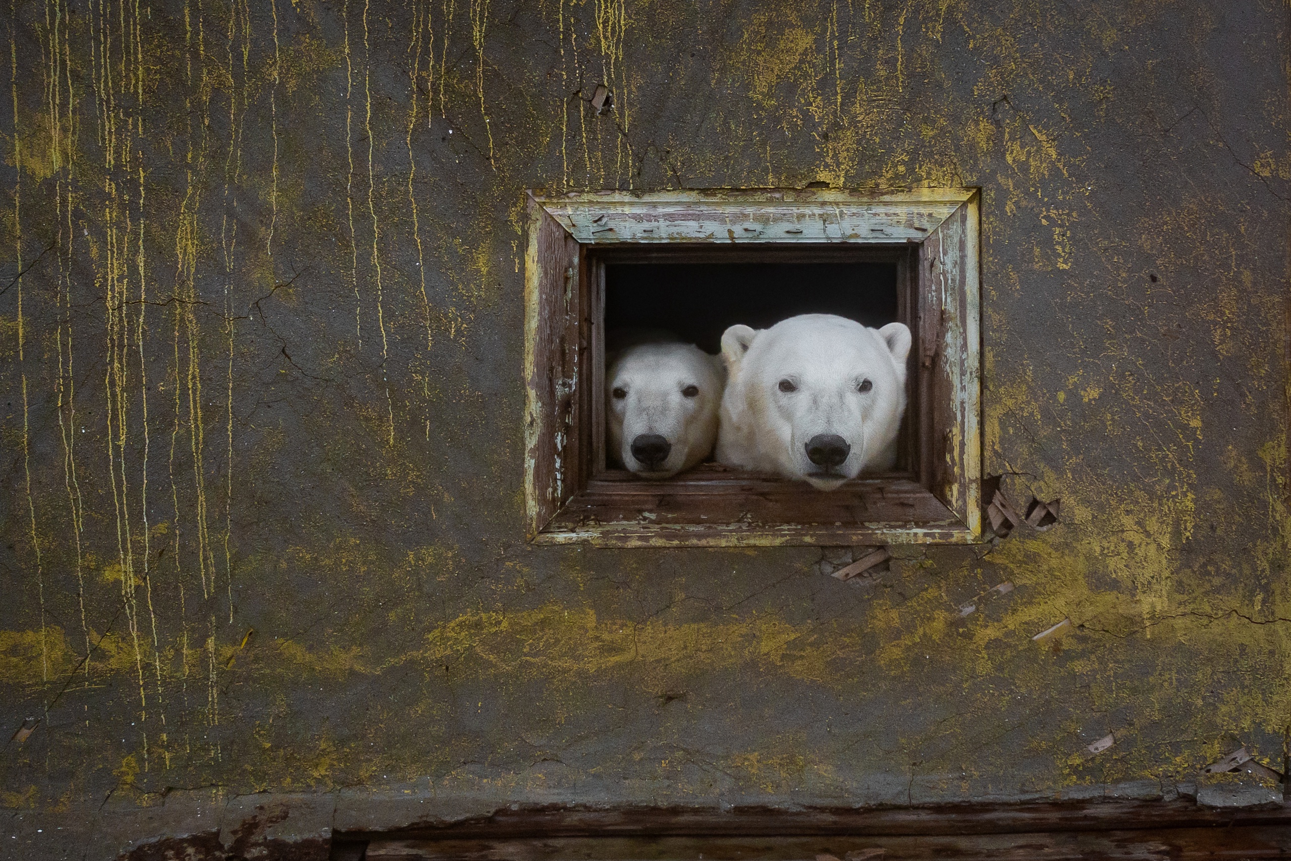 Как российский фотограф заснял белых медведей, которые покорили мир