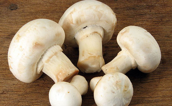 «Магнит» вложит 1,7 млрд руб. в выращивание грибов в Краснодарском крае