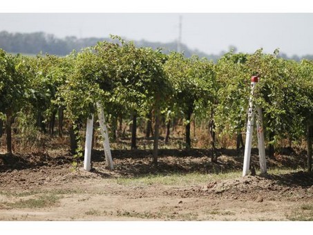 Все свое: агрофирма «Южная» обеспечит Кубань саженцами винограда
