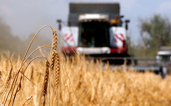 Эксперты прогнозируют падение цен на пшеницу из-за высокого урожая на Юге