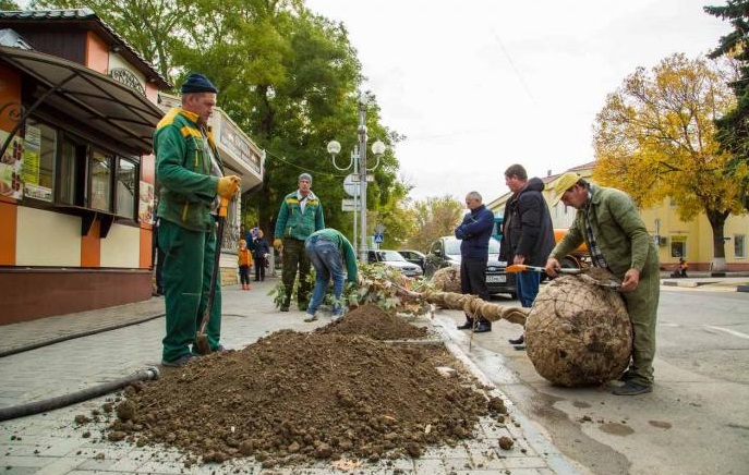 В Анапе на улице Ленина высадили шестиметровые клены
