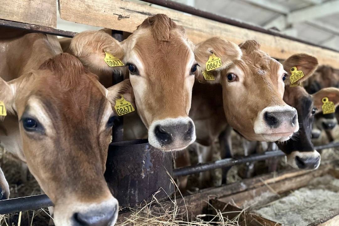 Рост нижегородского АПК обогнал промышленность и экономику региона 