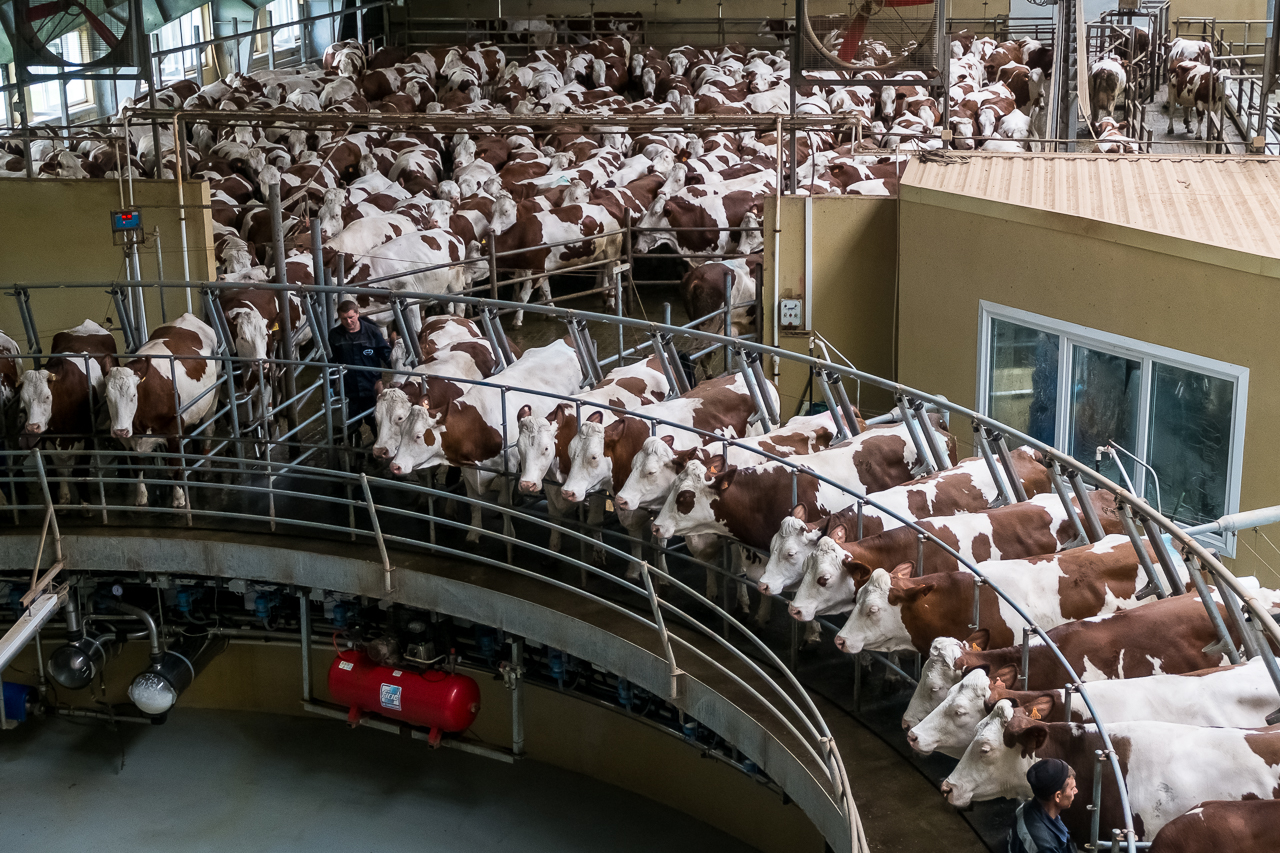 Аграрный комитет Госдумы оценил воронежский опыт в молочной отрасли