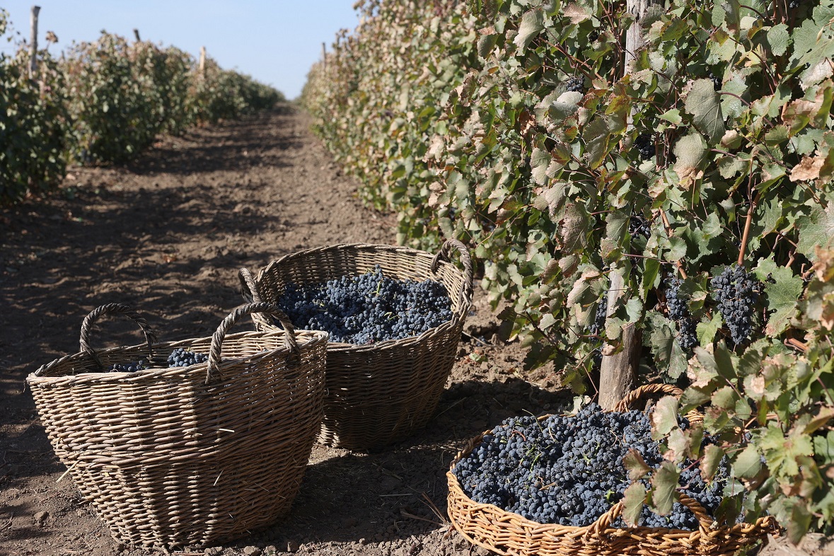 Фото: пресс-служба губернатора Ростовской области. Уборка винограда