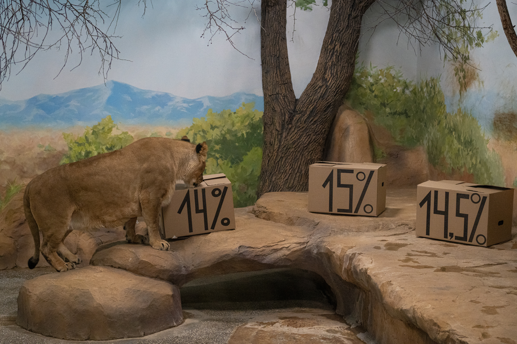 14%. Финансово грамотная львица Мира сделала прогноз ключевой ставки 