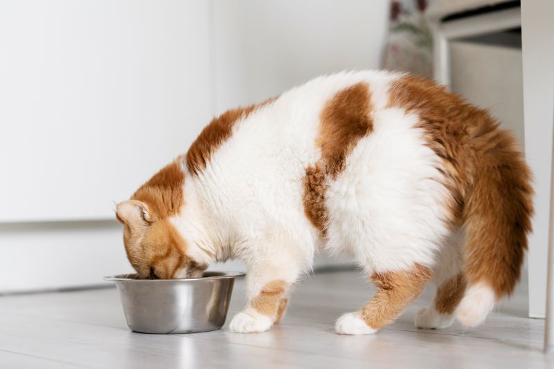 1xPet: как правильно совмещать сухой и влажный корм в рационе кошки?