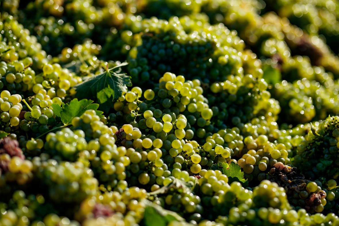 фото: «Дербент Вино»