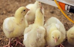 В Башкирии после реконструкции открылась птицефабрика «Юбилейная»