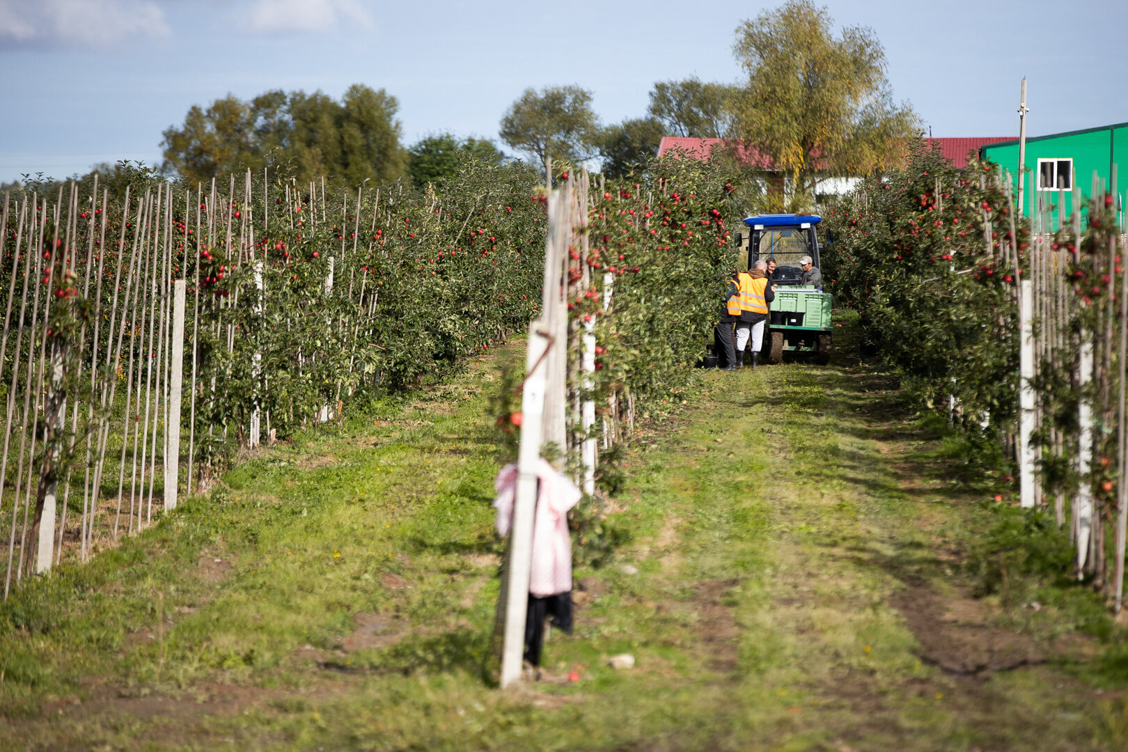 Яблоки и тюльпаны: как работает калининградский питомник растений