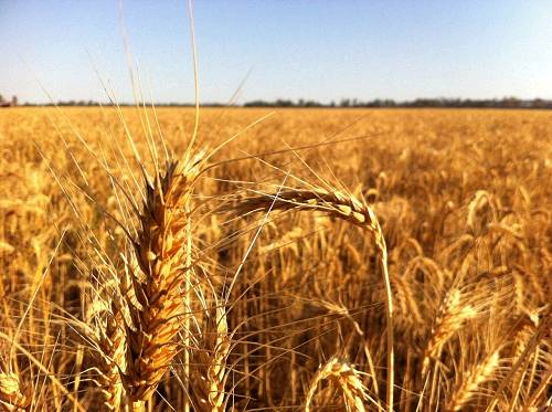 ГК «АФГ Националь» собрала 82,1 тыс. тонн озимой пшеницы на Юге