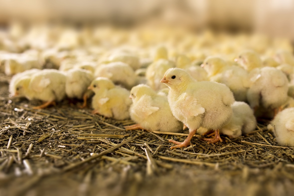 фото: ООО «Ставропольский бройлер»