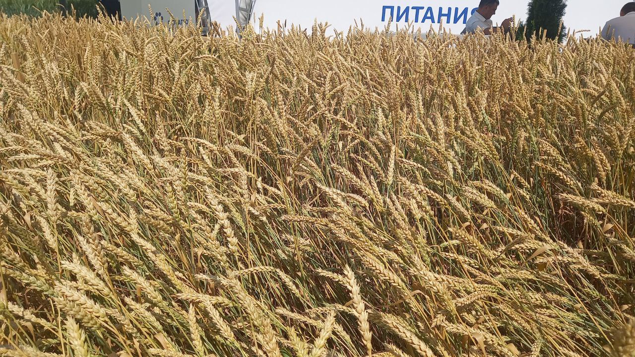 Татарстанским сельхозпроизводителям помогут выйти на китайский рынок