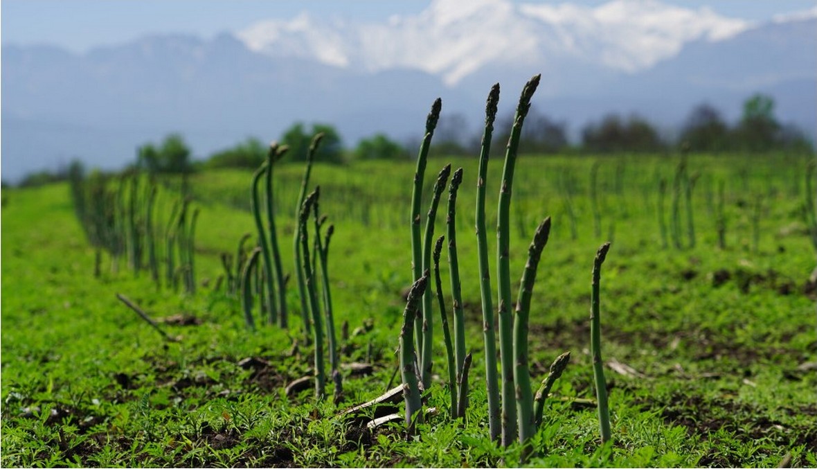Как живет ферма по выращиванию спаржи в Северной Осетии