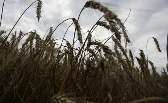 На Кубани в 2016г. вопреки непогоде спрогнозировали рекордный урожай 