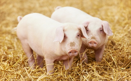 В Краснодарском крае ограничат ввоз и вывоз свиней
