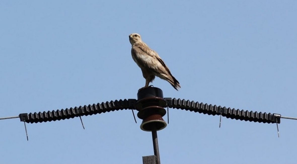 «Россети Кубань» установили на ЛЭП более 4,2 тыс. птицезащитных устройств