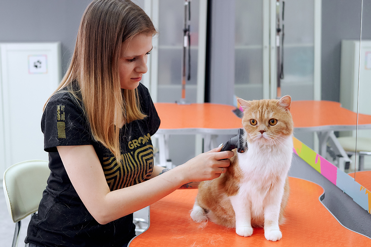Сегодня из 109 салонов GROOM в России и Казахстане только два собственных, один из которых специализируется на работе с кошками. ​​​​​​​Фото: Пресс-служба компании GROOM
