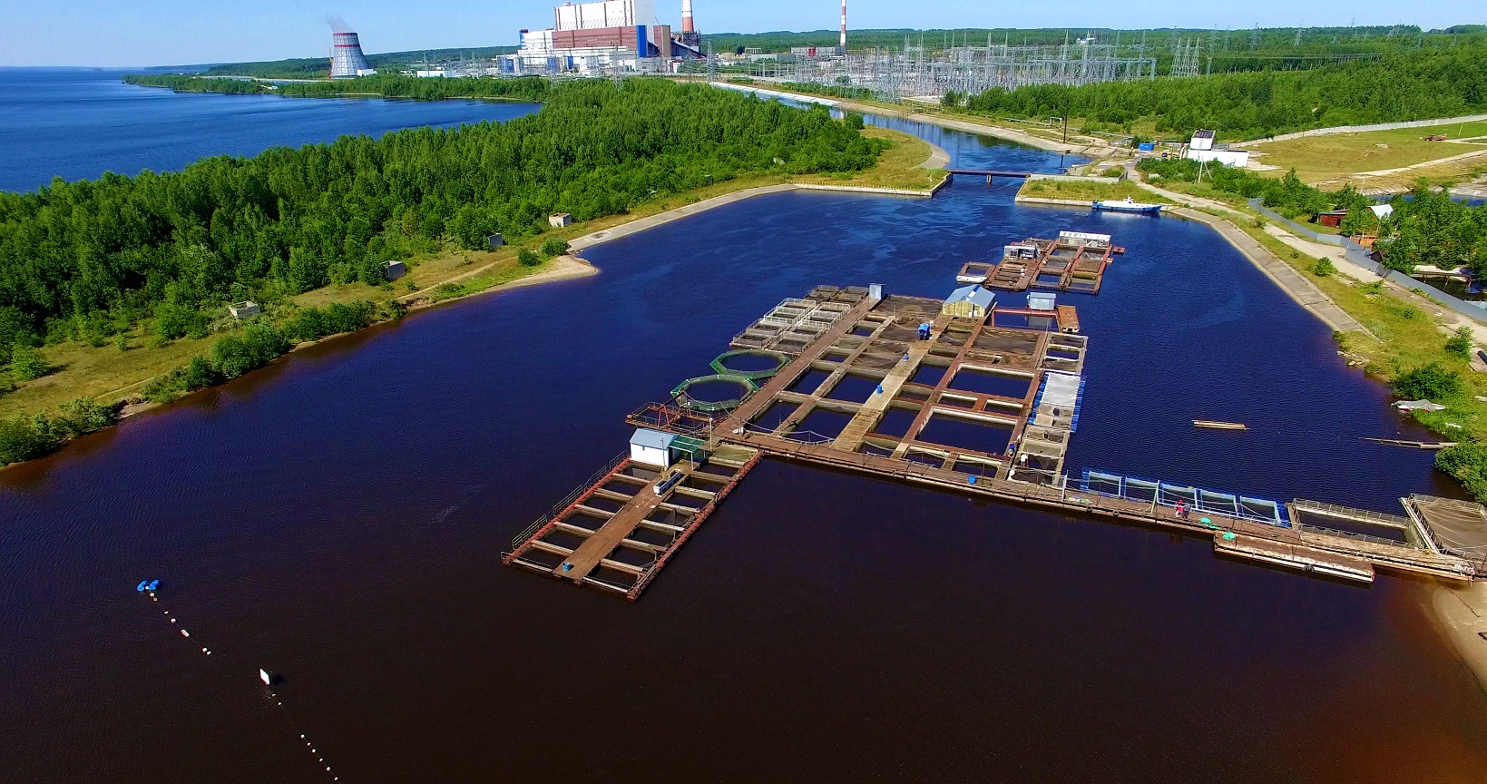 Нефтяники проведут выпуск молоди рыбы в Камское и Воткинское водохранилищ