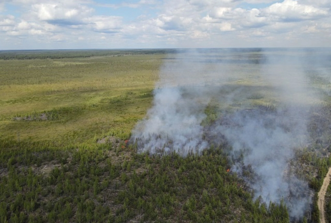 Зеленый свет для Нижегородской области: зачем восстанавливают леса