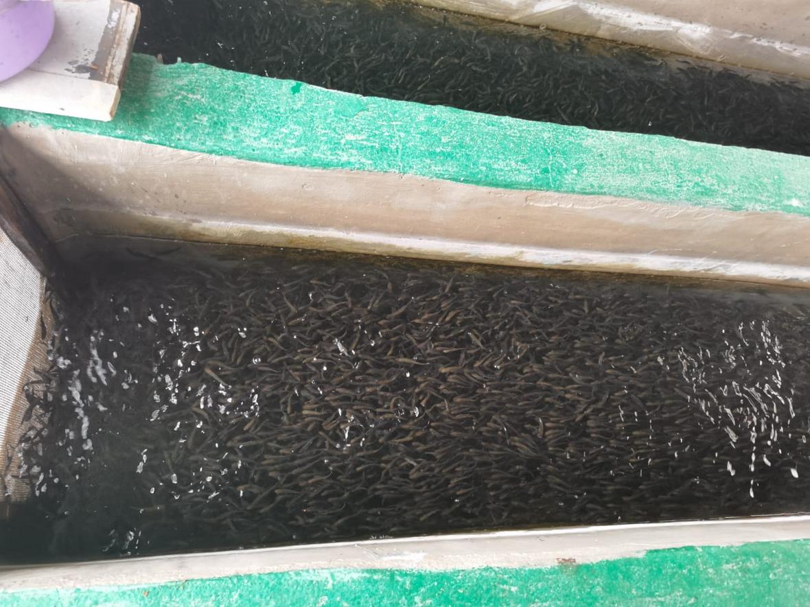 «Роза Хутор» восстанавливает популяцию черноморского лосося
